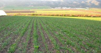 Aumenta la producción ecológica en Andalucía