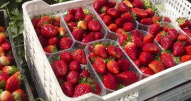 Andalucía, líder internacional en comercialización de frutos rojos