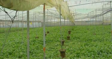 Solicitan autorización para usar el azufre en espolvoreo para invernadero