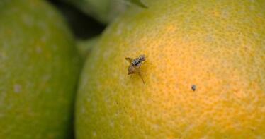 La mosca de la fruta mantiene su incidencia sobre los cítricos debido a las altas temperaturas