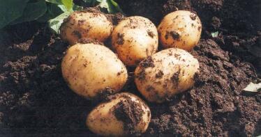 El Congreso de la Patata Nueva debatirá en Sevilla sobre el futuro del sector