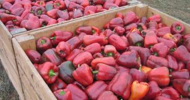 El pimiento desbanca al tomate como principal producto de la huerta de Almería
