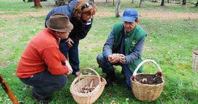Las setas onubenses, marcadas por los «recolectores» y la regulación pendiente