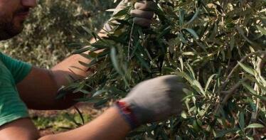 Presentan en la Escuela Politécnica Superior de la US soluciones para mejorar el cultivo de aceituna de mesa