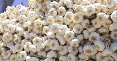 Montalbán reivindica la calidad de su ajo y su melón