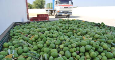 El gin tonic se reinventa en forma de aceituna