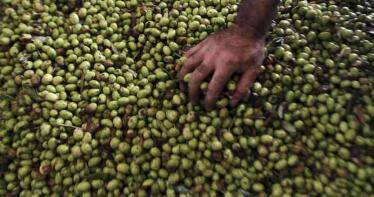 Sube la cotización de la variedad hojiblanca