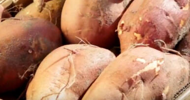 El boniato del Bajo Guadalquivir, un producto de moda en Europa