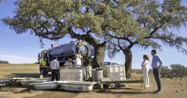 La sequía obliga a llevar agua a ganaderos del Andévalo