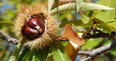 La cosecha de castaña en Huelva se reducirá entre un 50% y un 60% debido a la sequía