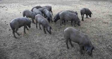 El V Encuentro Nacional del Ibérico analizará en Jabugo los retos del sector