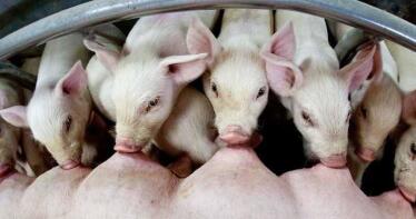 Bajada drástica de los precios del porcino en la Lonja de Salamanca