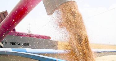 Los precios de los cereales comienzan a remontar en la Lonja de Albacete