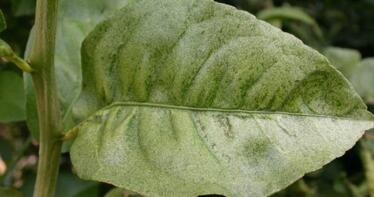 Las principales plagas que afectan a los cítricos andaluces