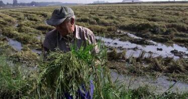 Así ha transcurrido la campaña de arroz en las más de 1.000 hectáreas sembrada en Andalucía