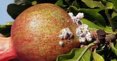 Residuos cero para controlar las plagas que afectan a cítricos y granados