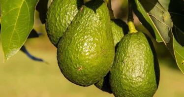 La producción de aguacates sigue creciendo como la espuma en Andalucía