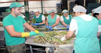 La fiebre del espárrago de Granada: un cultivo de récord con riesgo de morir de éxito