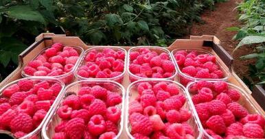 Arranca la campaña de la frambuesa en Huelva