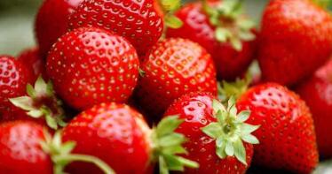 Frutos rojos:  el volumen comercializado de fresa cae un 44% en Huelva