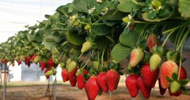 La fresa onubense no se libra de la podredumbre de raíz y cuello: comienza el período crítico para el cultivo