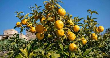 La recolección de naranjas se retrasa por las altas temperaturas