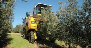La recolección nocturna en olivar superintensivo, prohibida en Andalucía para proteger a las aves migratorias