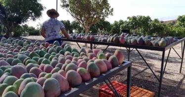 Málaga se consolida como la ‘cuna’ de las tropicales: las exportaciones hasta septiembre superan a las de todo 2024