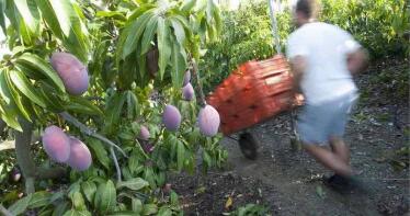 ¿Cuáles son los productos ‘preferidos’ por los ladrones en Málaga?