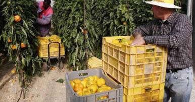 Freno a la voluntad de reciclar residuos agrarios
