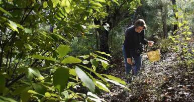 La Junta regula la recogida de setas en la provincia de Huelva