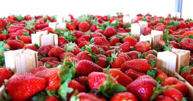 Cobella prevé sembrar 10 millones de planta de fresa esta campaña