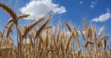 Finaliza la mala racha del trigo duro, que aumenta su precio al igual que el resto de cereales