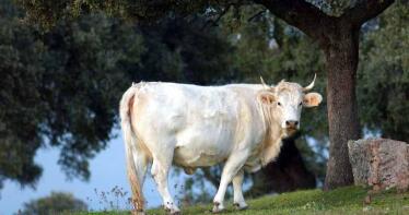 Precios estables pero con tendencia optimista en la Lonja de Binéfar