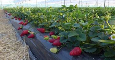 Estas son las plagas que más están afectando a la fresa