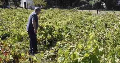 Finaliza la vendimia en el Condado de Huelva con 31 millones de kilos recolectados