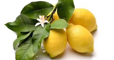 Las importaciones hacen mella en la demanda del limón Verna en Andalucía