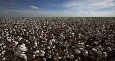 Andalucía mira a Australia para mejorar su algodón