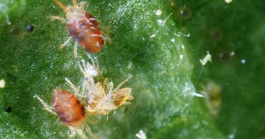 ¿Cómo hacer frente a los efectos de la araña roja en los invernaderos?