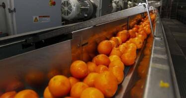 Campaña de cítricos: menos producción y mucha incertidumbre sobre los precios