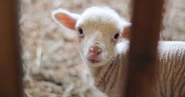 Los corderos cotizan al alza en una Lonja de Salamanca marcada por la estabilidad
