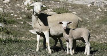 Estabilidad en los precios del cordero y el cabrito en la Lonja de Albacete