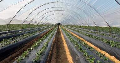 Agricultores y ganaderos de Huelva se preparan para una movilización «por la supervivencia»