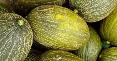 Agroponiente prevé una buena campaña de sandía y melón, con subida de precios y producción