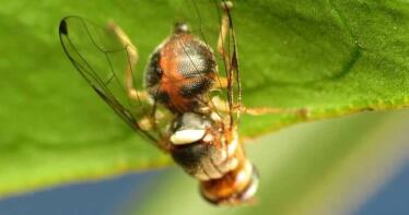 Las altas temperaturas mantienen a raya a la mosca del olivo en Andalucía
