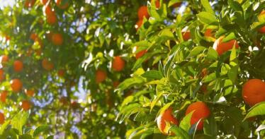 Esta aplicación gratuita ayuda a optimizar y programar el riego de los cítricos