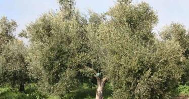 Las organizaciones agrarias piden que se instaure un grado de ingeniería agronómica en la UJA