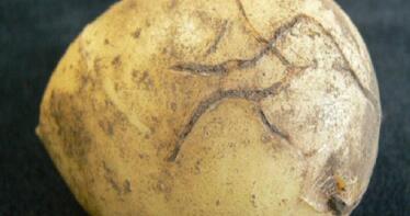 Frente común para luchar contra la pulguilla de la patata