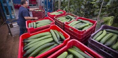 La crisis del pepino da un respiro a los agricultores de Granada