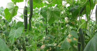 El pepino de invernadero de Granada y Almería, afectado por el exceso de humedad